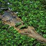 Australia - Saltwater Crocodile